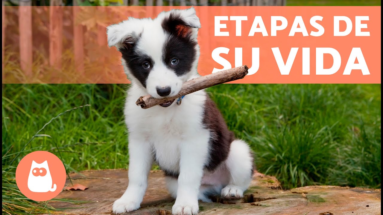 Conoce el ciclo de vida de los cachorros