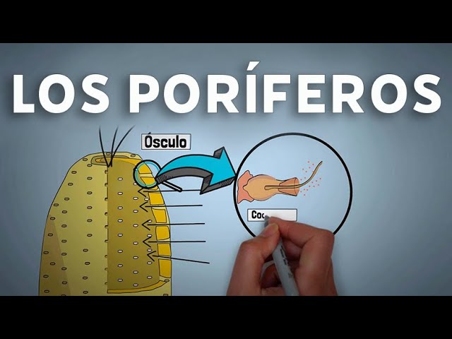 Conoce el ciclo de vida de los poríferos