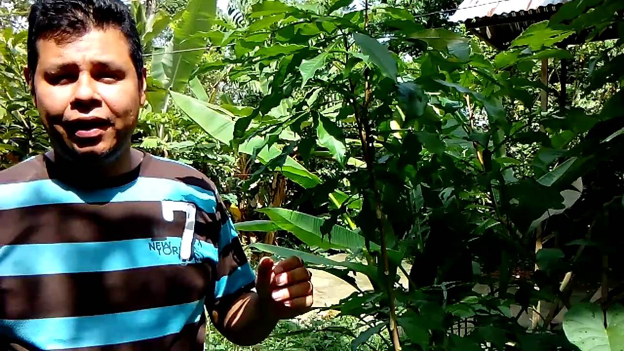 Conoce la planta medicinal Hombre grande (nombre científico)