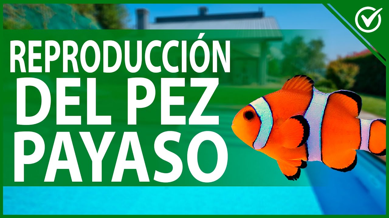 Conoce la reproducción del pez payaso
