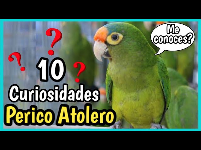 Conoce los tipos de pericos y sus nombres