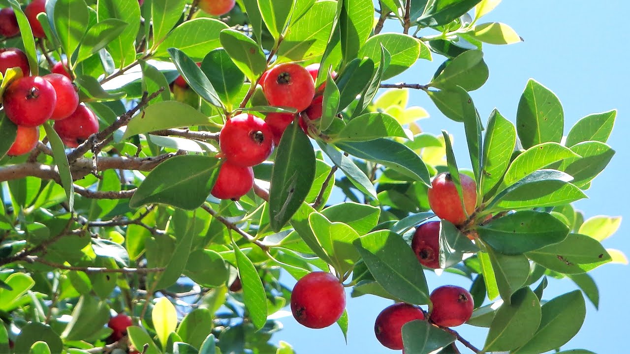 Conocida como se llama la guayaba en Perú