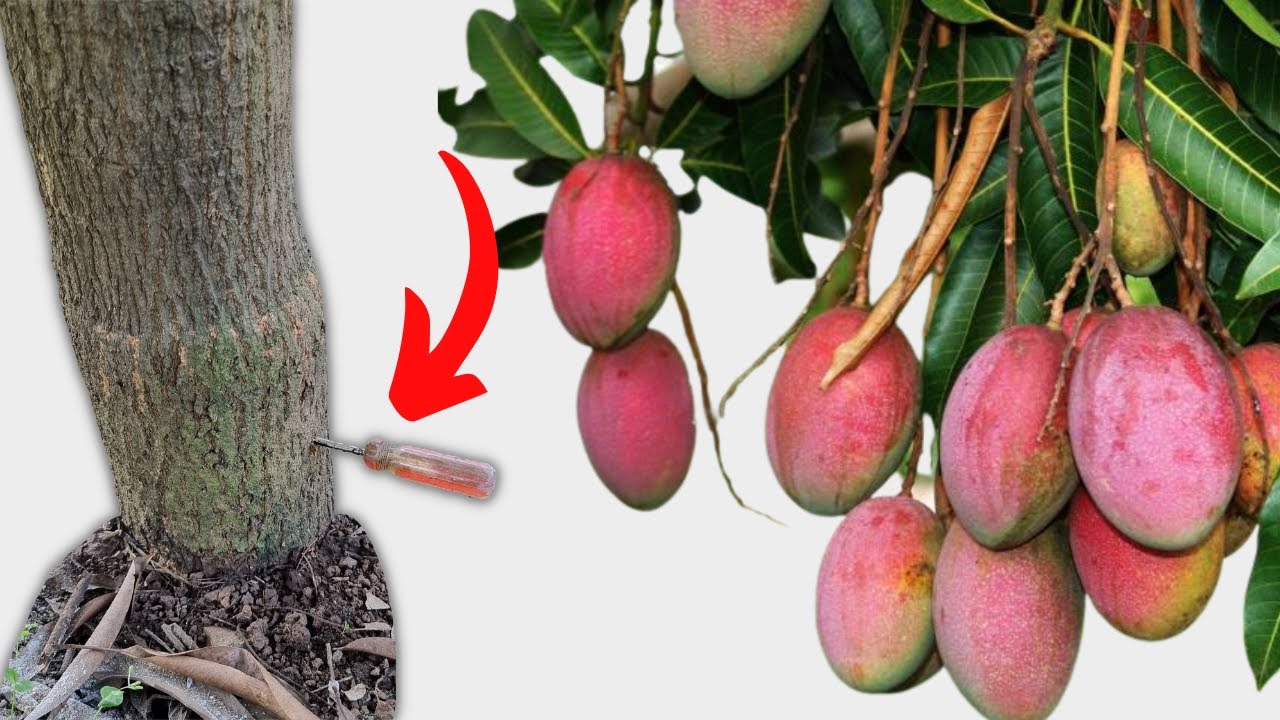 Consejos para cuidar tu árbol de mango petacon