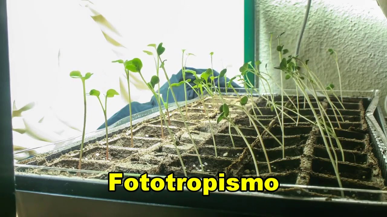 Creciendo hacia la luz: plantas en su esplendor