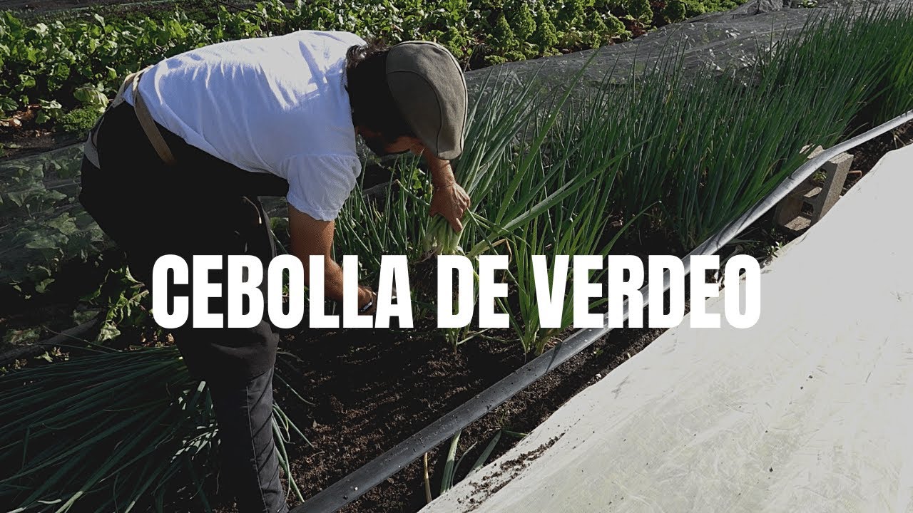 Crecimiento de la cebolla de verdeo