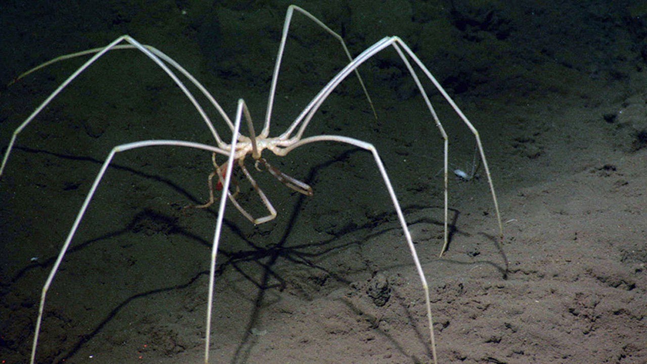 Criaturas Asombrosas en las Profundidades del Mar