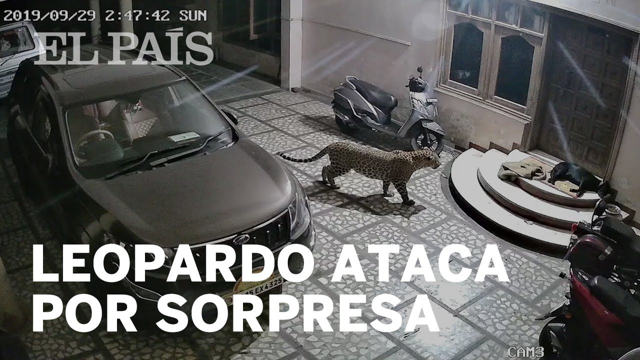 Cuando un leopardo se encuentra con un perro