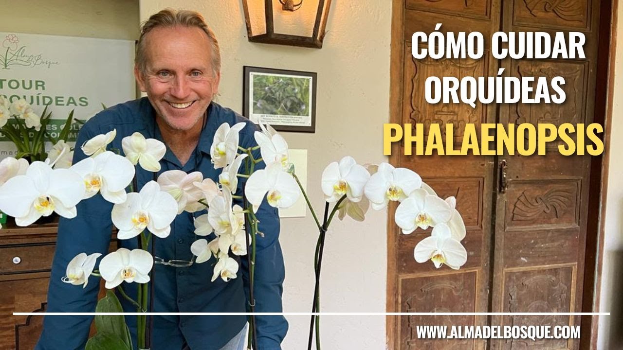 Cuidados de las orquídeas Phalaenopsis