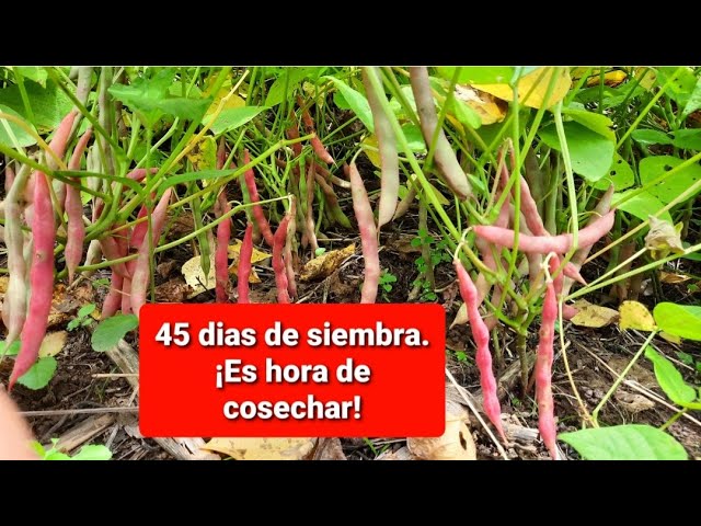 Cultivar frijoles: ¿Cuánto tiempo hasta la cosecha?