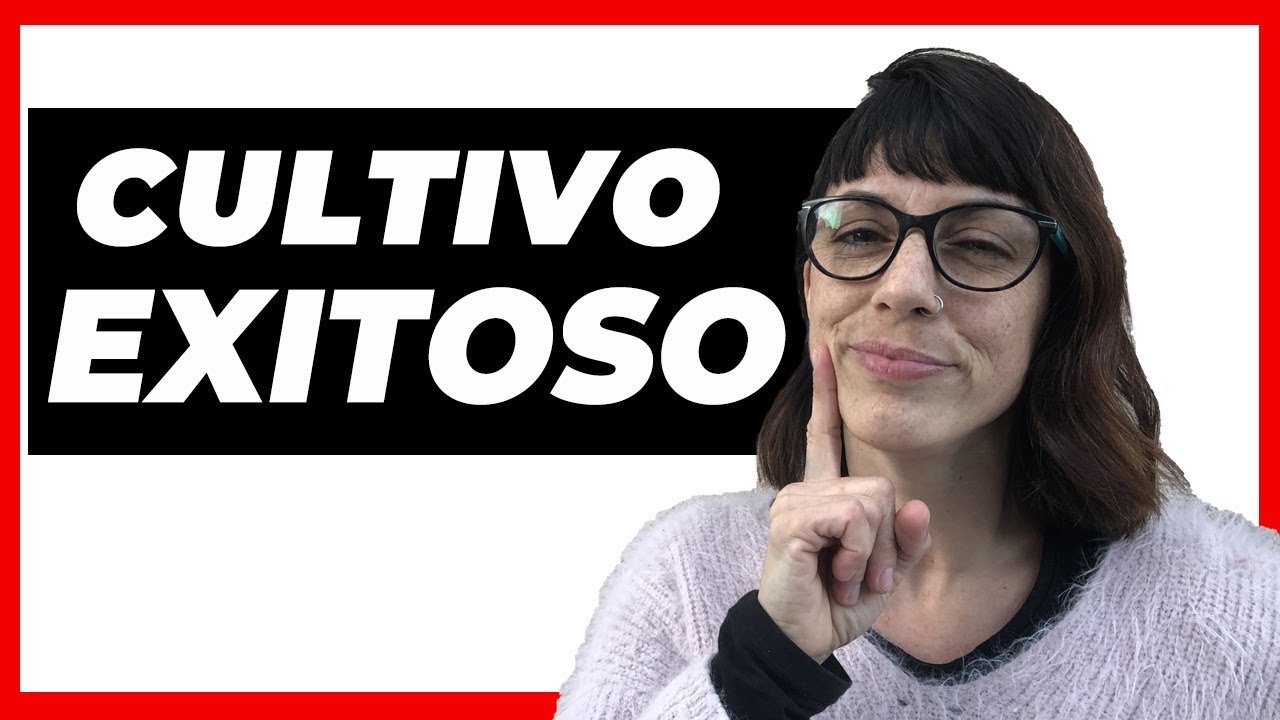 Cultivar marihuana en exteriores: paso a paso