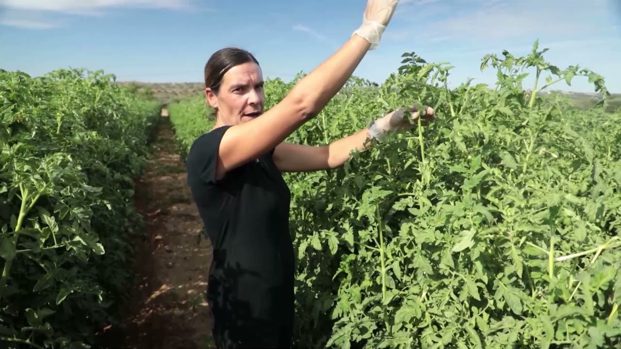 Cultivo de tomates al aire libre en Chile