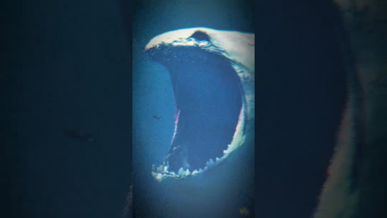Curiosidades sobre llamas que desafían al mar