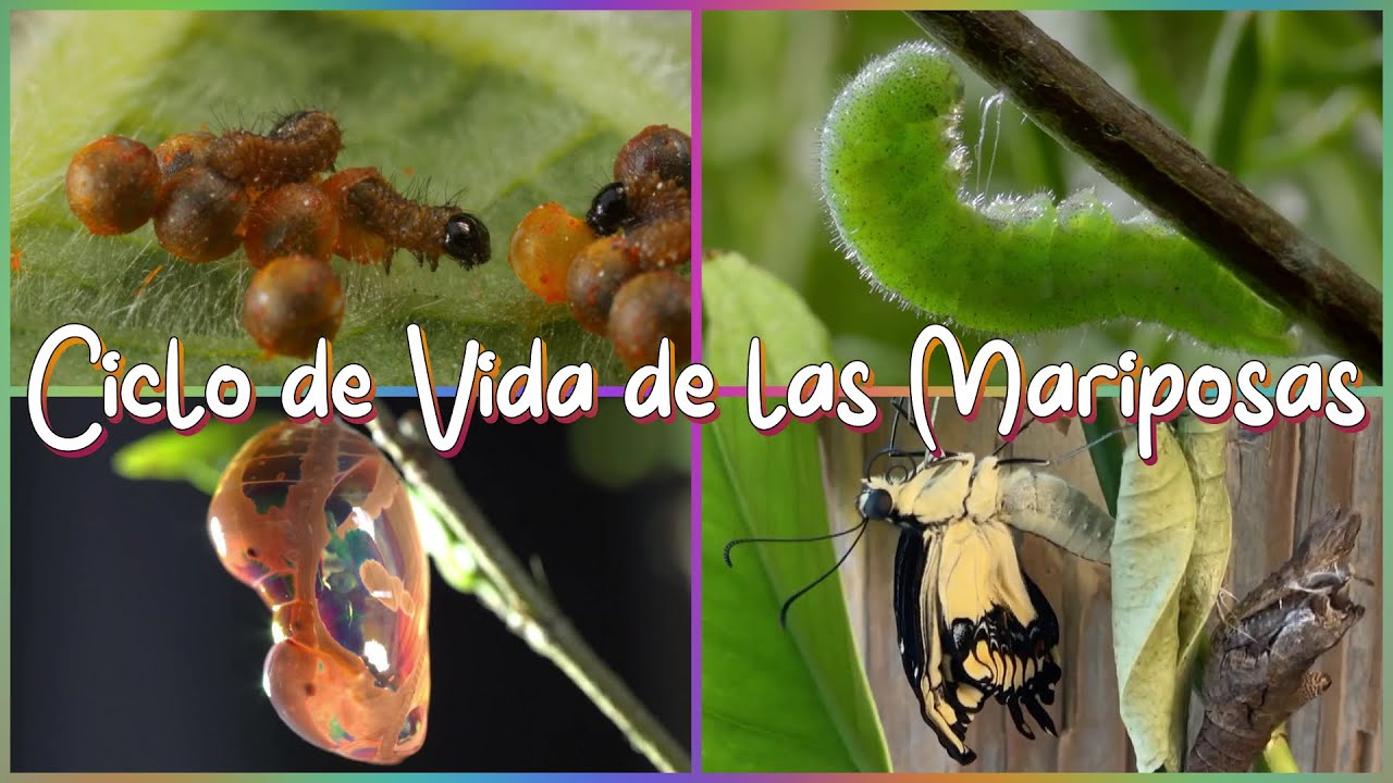 De oruga a mariposa para niños: un proceso fascinante