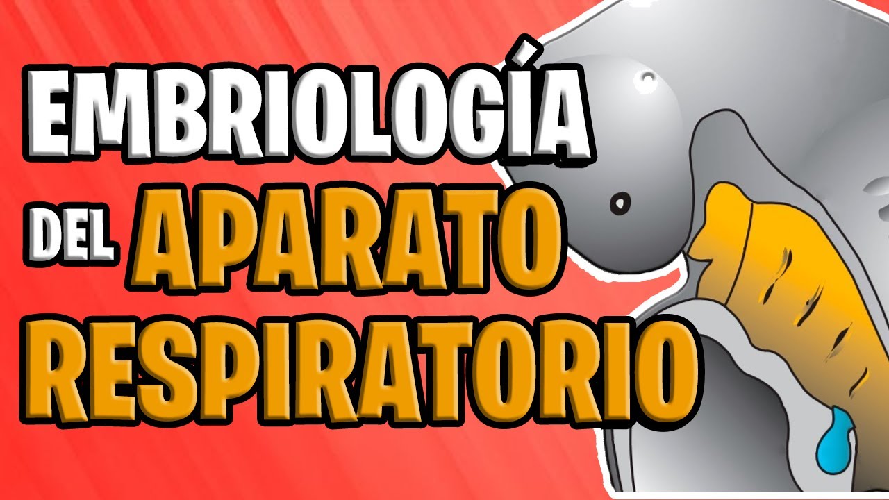 Desarrollo embrionario del sistema respiratorio