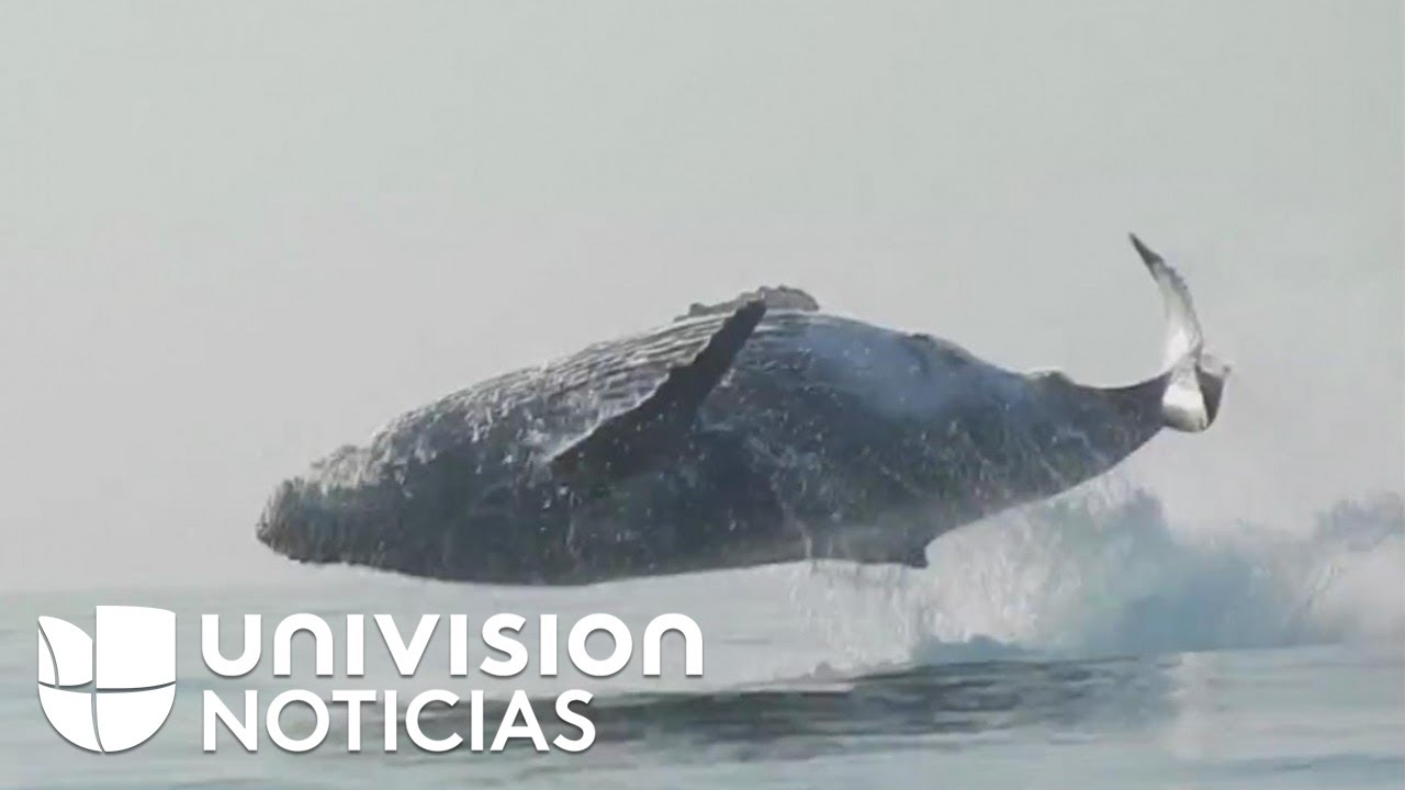 Descubre el impresionante cuerpo de una ballena
