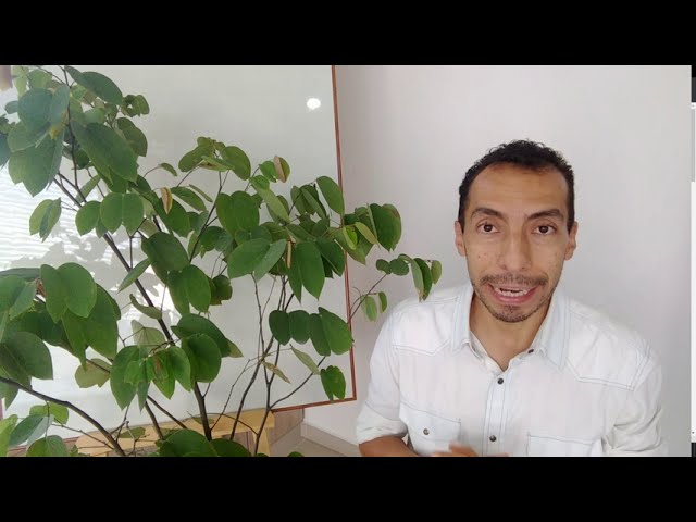 Descubre el nombre científico del árbol pata de cabra