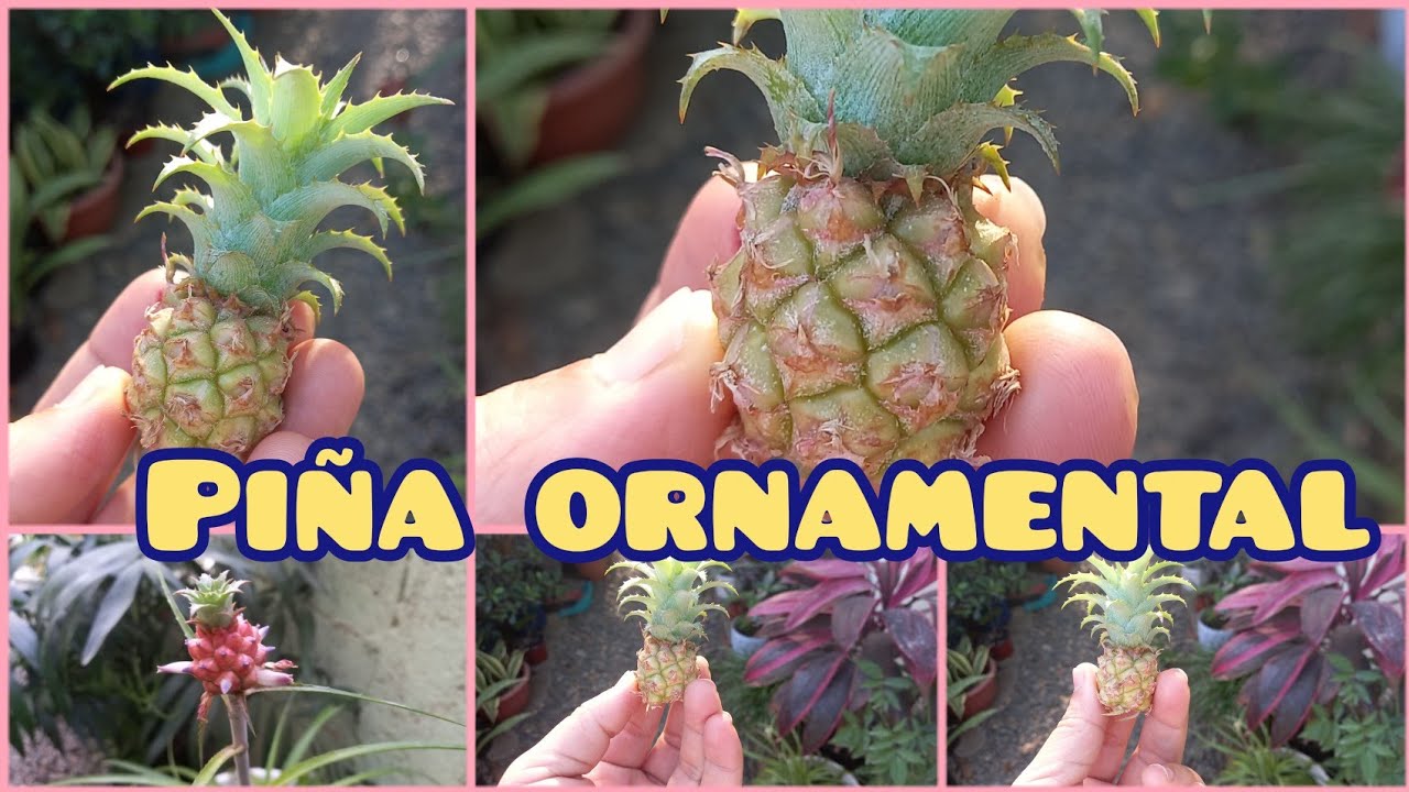 Descubre la belleza de la planta de piña tropical