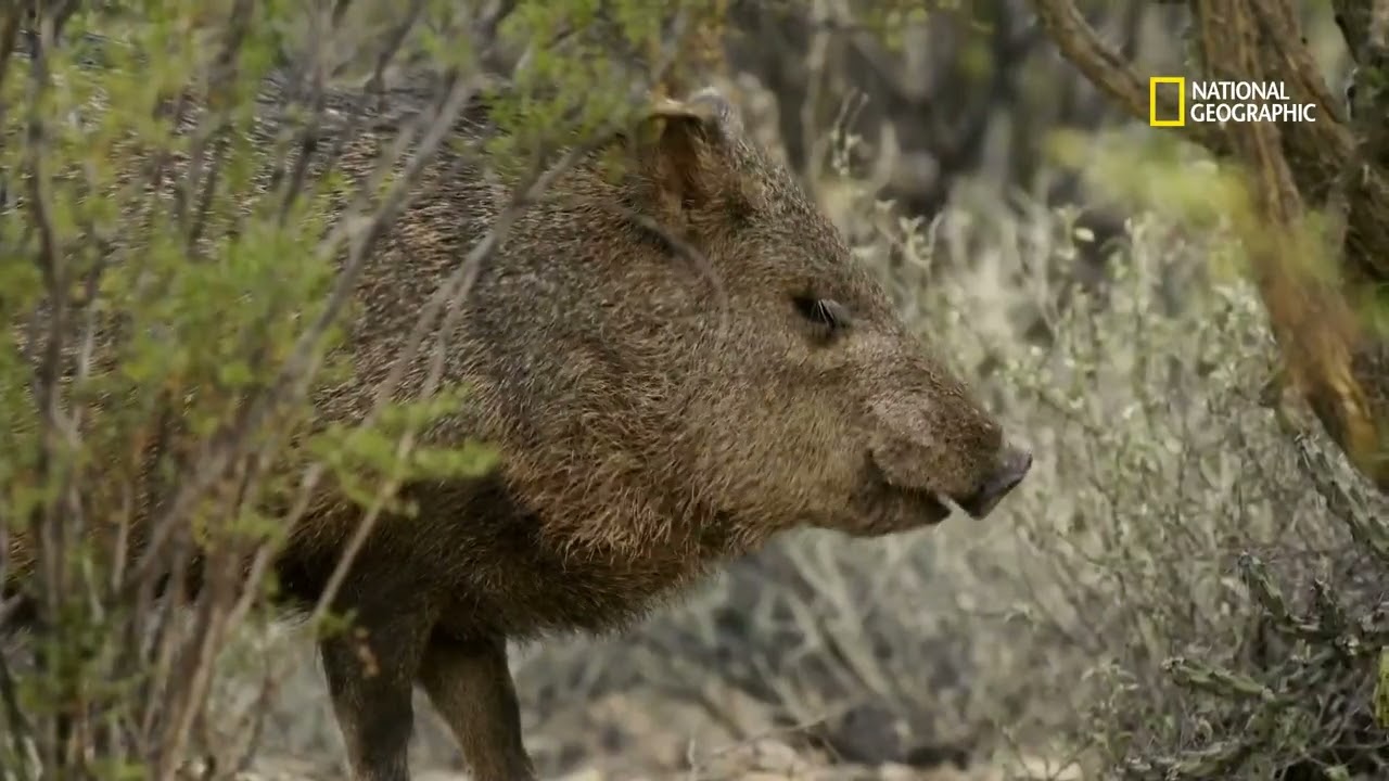 Descubre la biodiversidad de animales en Baja California Norte