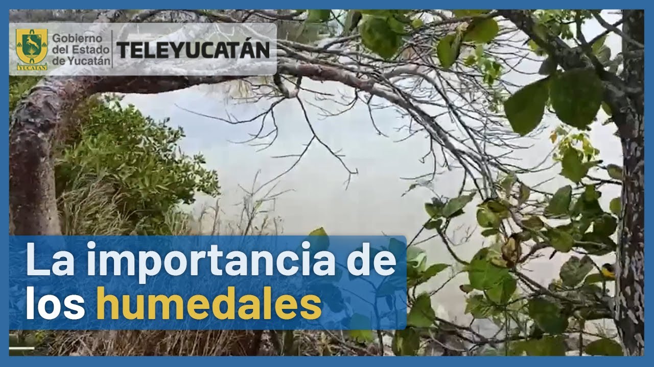 Descubre la importancia de los humedales