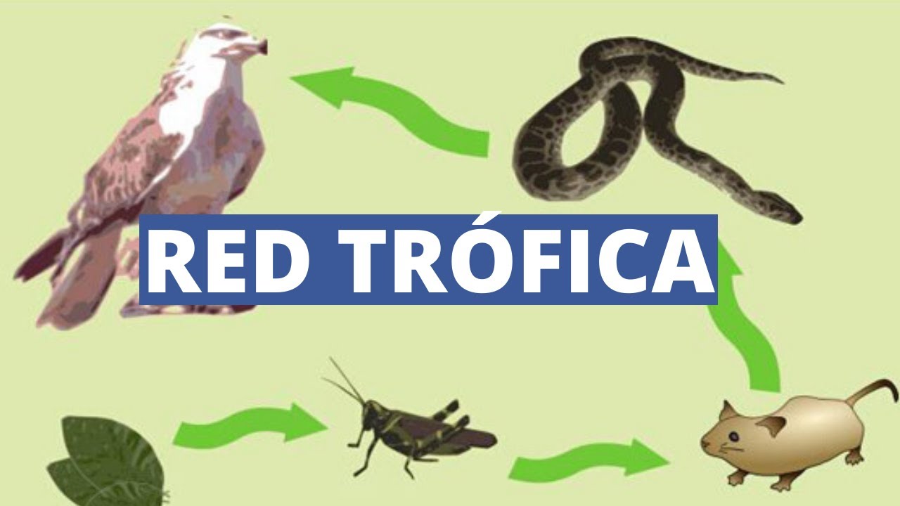 Descubre la red trófica de la selva misionera