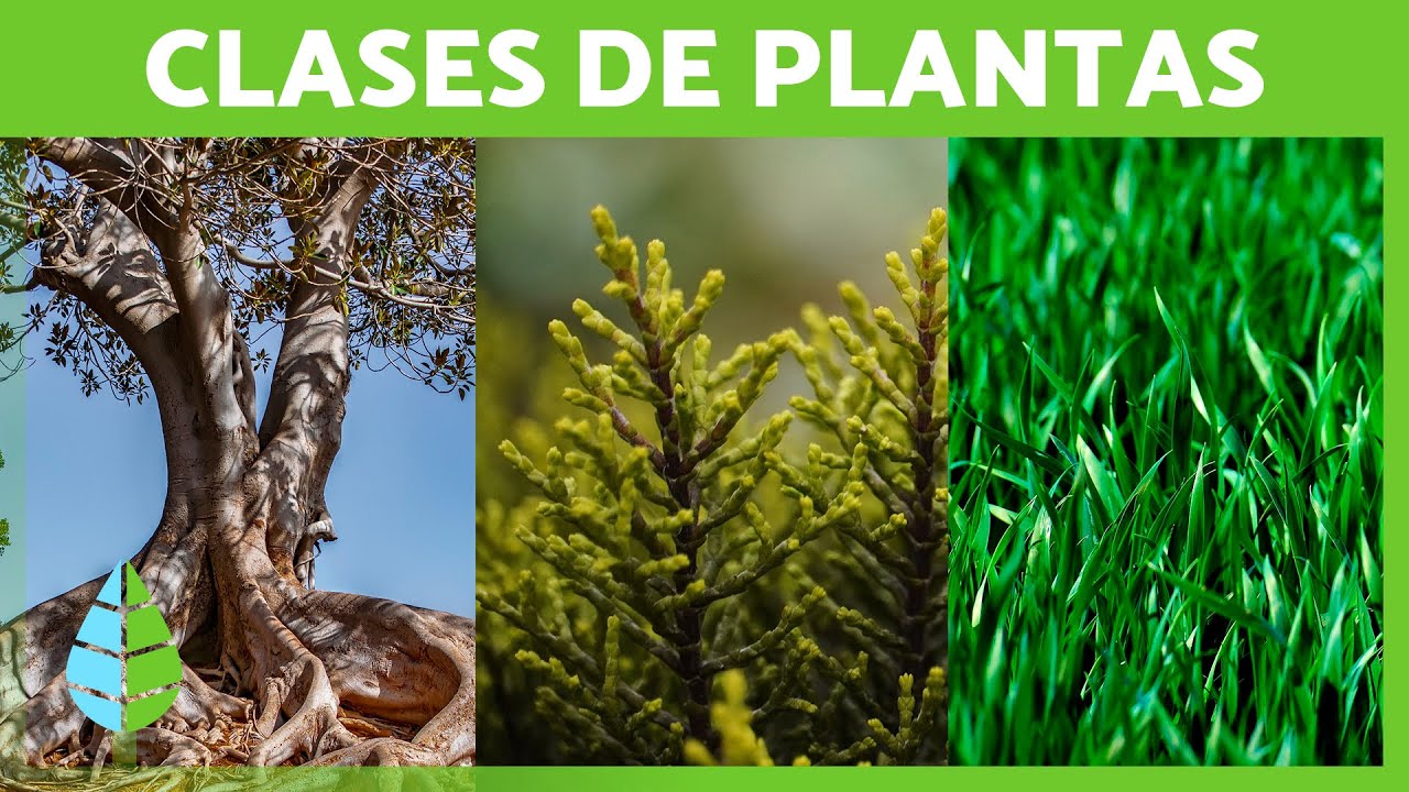 Descubre las clases de plantas según su tamaño