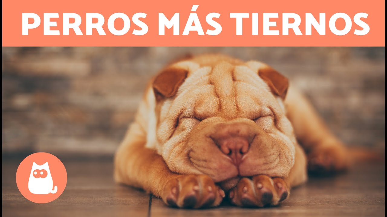 Descubre los perros pequeños más adorables del mundo