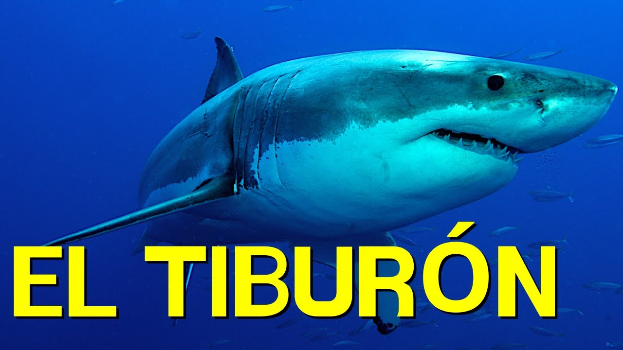 Descubriendo la alimentación del tiburón: ¡te sorprenderá!