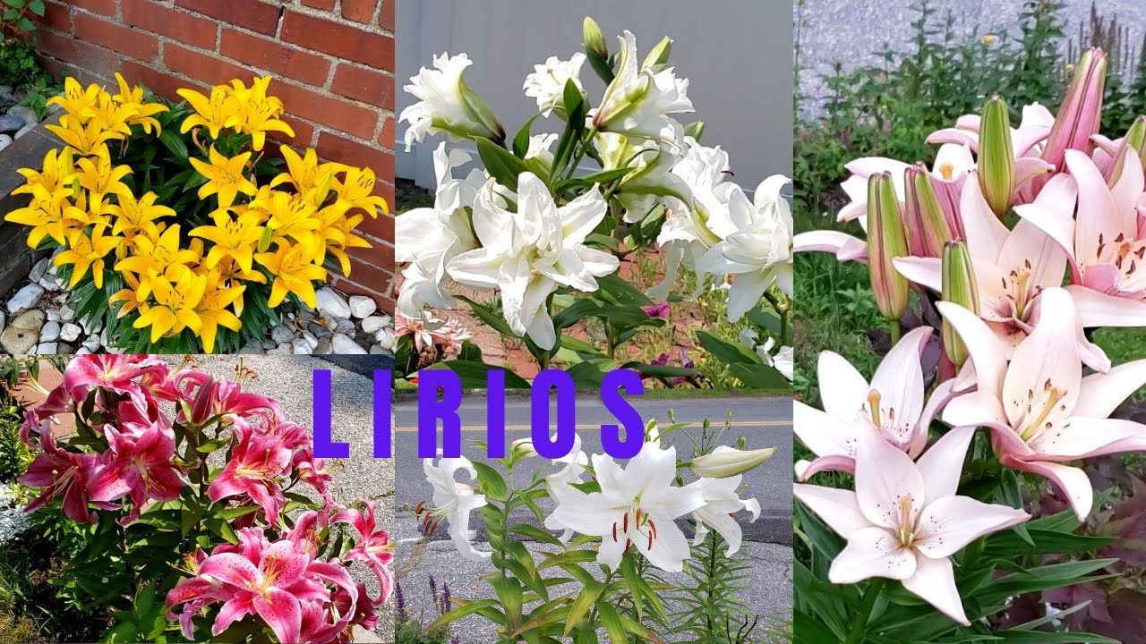 Diferencias entre la flor Casa Blanca y los lirios