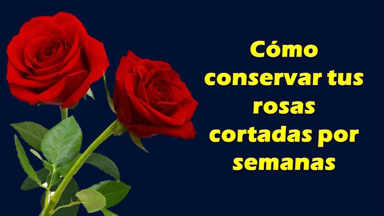 Duración de una rosa sin agua