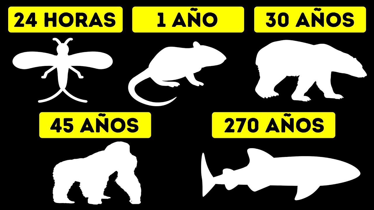 Edad de mayor cantidad de animales