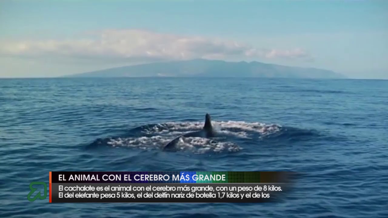 El animal con el cerebro más grande
