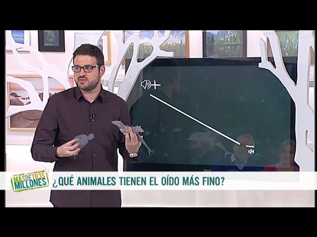El animal con mejor oído del reino animal