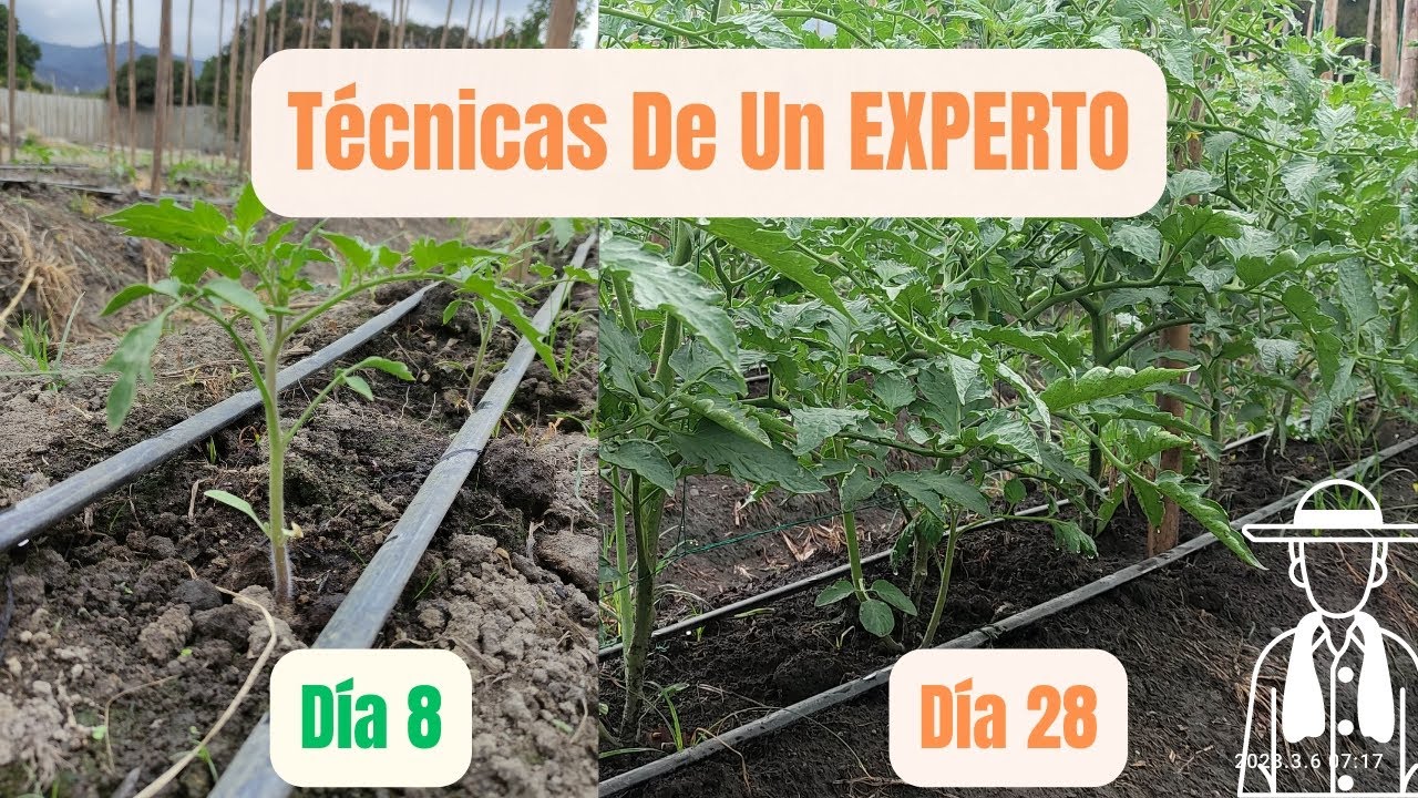 El asombroso crecimiento de los tomates