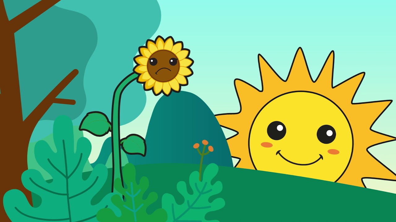 El ciclo de vida del girasol explicado para los más pequeños