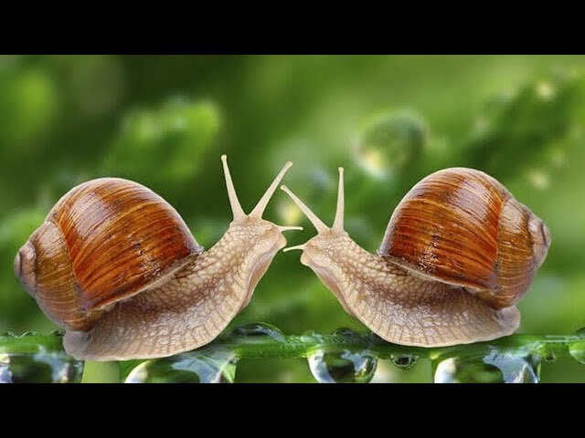 El fascinante mundo de los caracoles