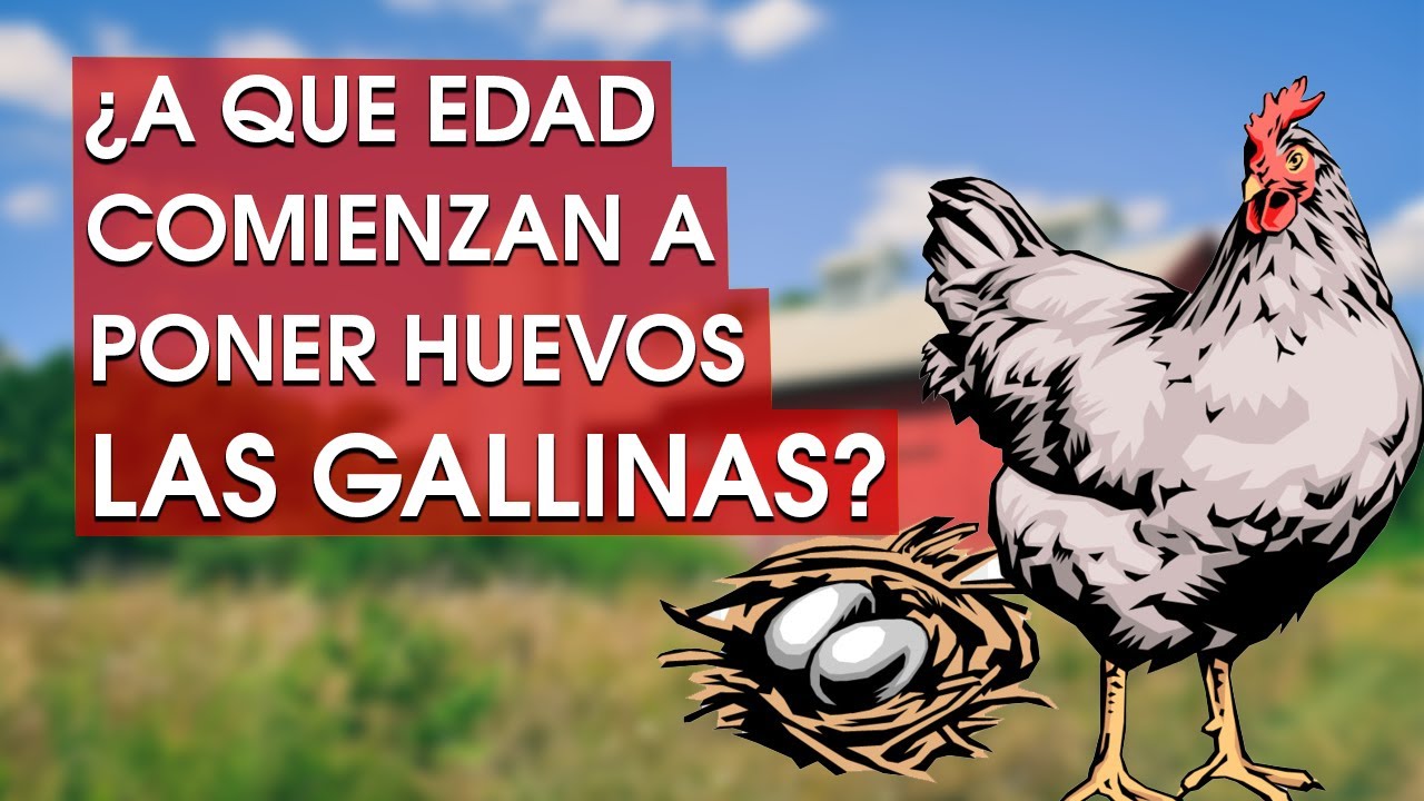 El inicio de la puesta de gallinas