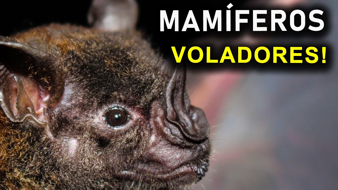 El único mamífero volador