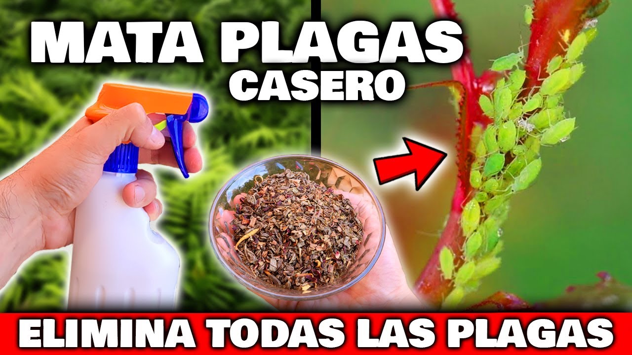 Elimina Plagas en Plantas de Chile de Forma Efectiva