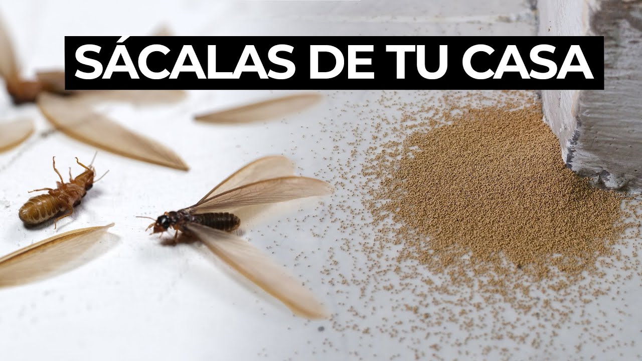 Eliminando polillas de madera
