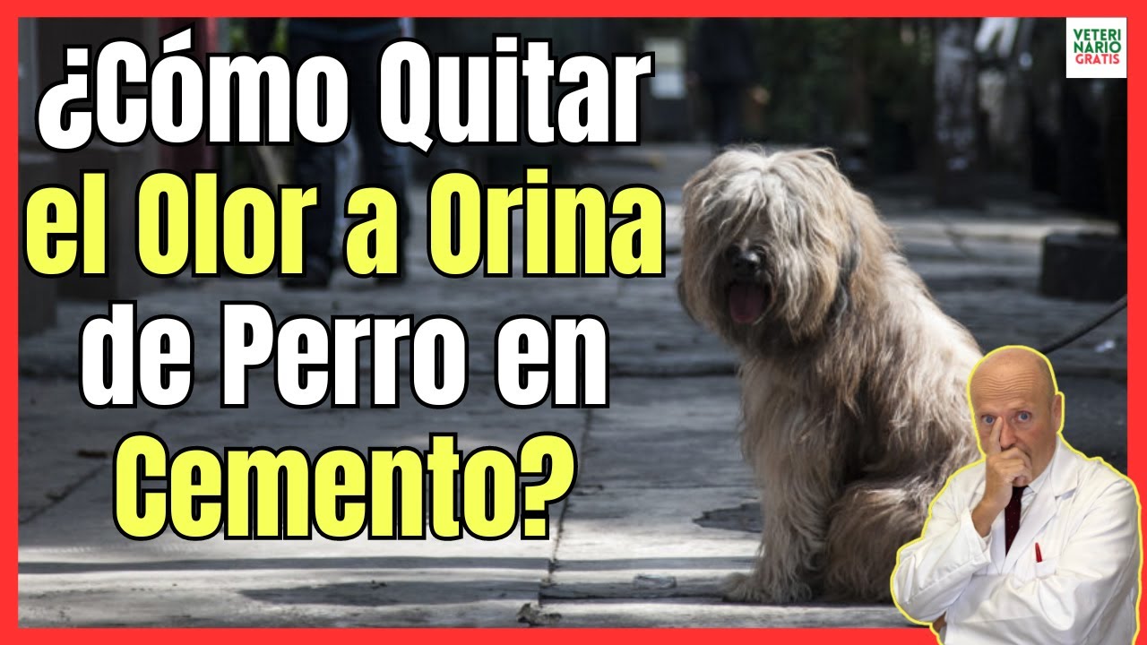 Eliminar el olor a orina de perro del patio