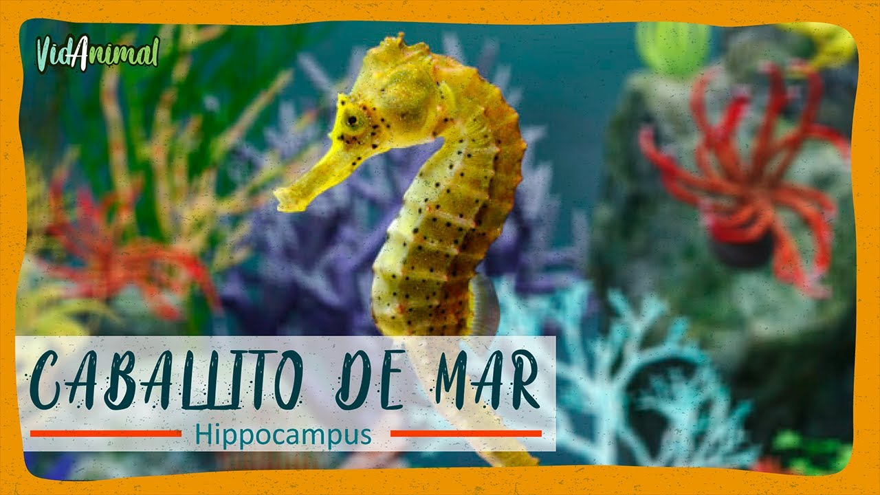 En el reino marino: ¿Qué se alimentan los caballos de mar?