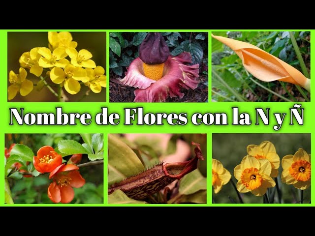 Encuentra una flor o fruto con la letra n