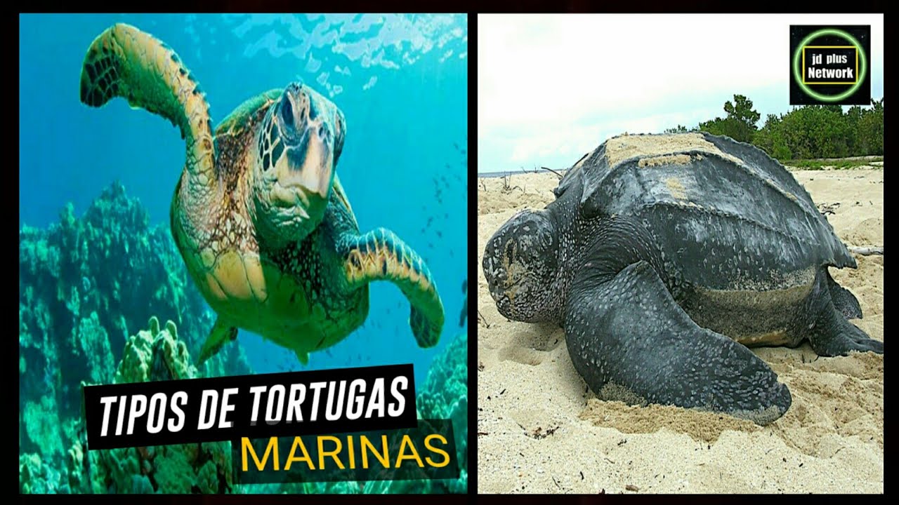 Especies de tortugas marinas