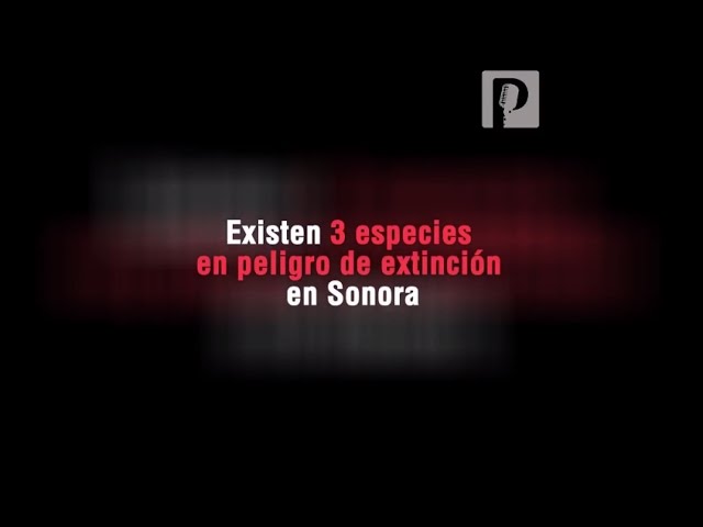 Especies en peligro de extinción en Sonora