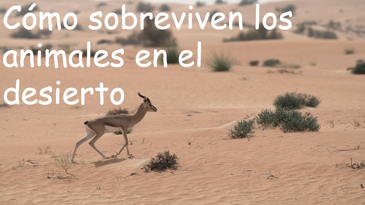 Estrategias de supervivencia de animales en el desierto