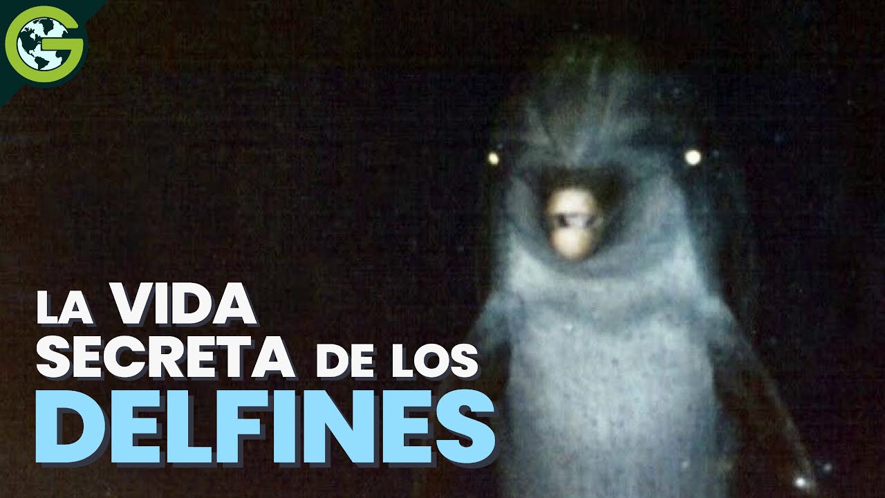 Expectativa de vida de los delfines