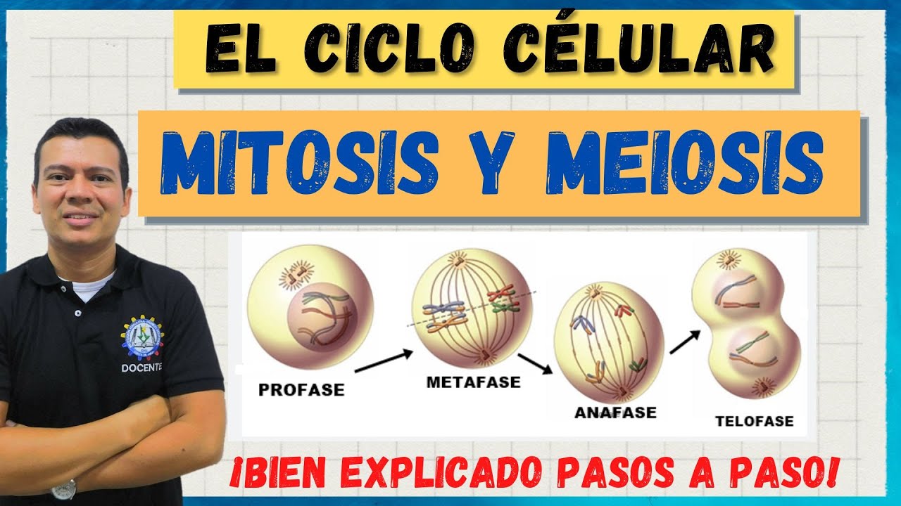 Explora el ciclo celular: mitosis y meiosis