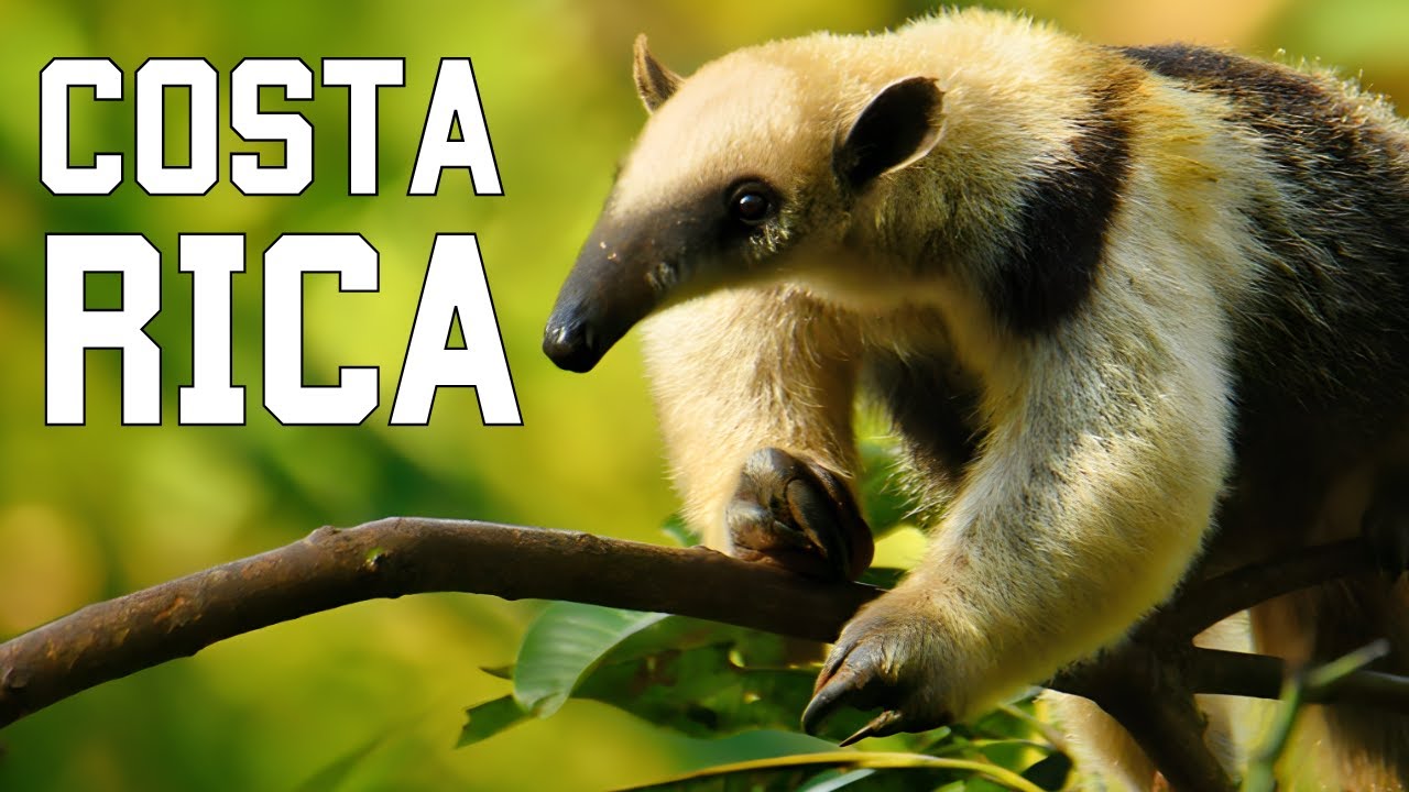 Fauna del bosque lluvioso de Costa Rica