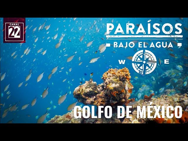 Fauna del fascinante Golfo de México