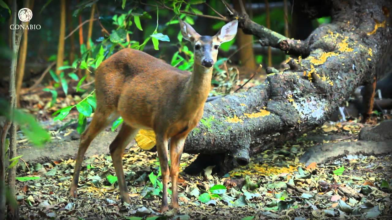 Fauna en climas templados: ¿qué animales viven?